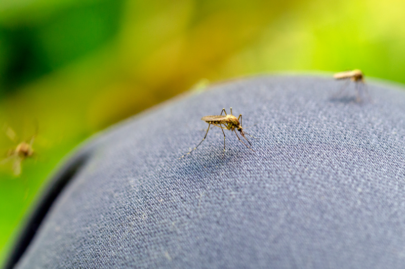 bugs on denim