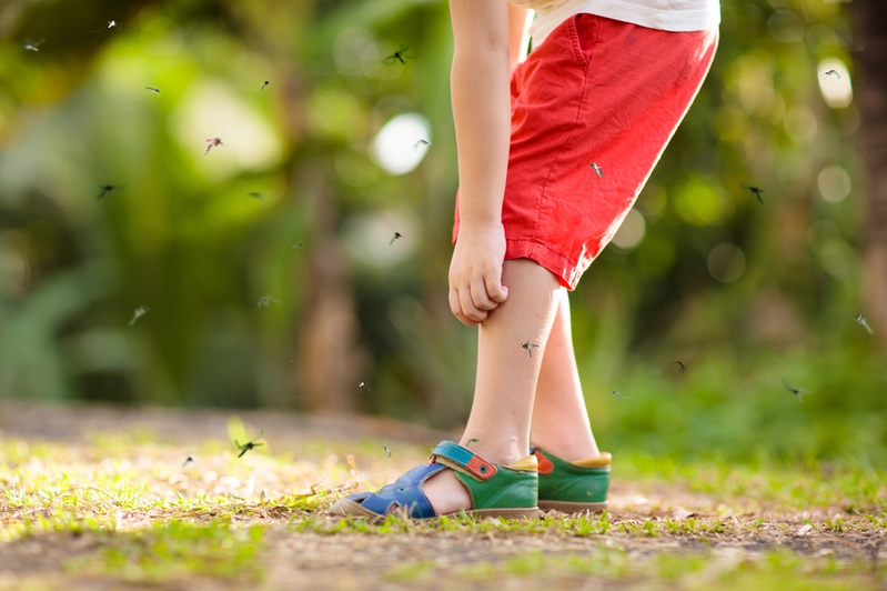 mosquitoes flying around kid's legs while he scratches bite on leg